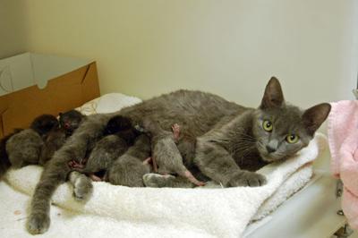 Spaying Neutering Save Animals Lives News Postandcourier Com