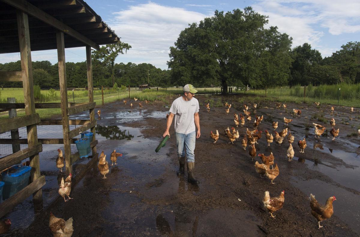 Livestock01.JPG