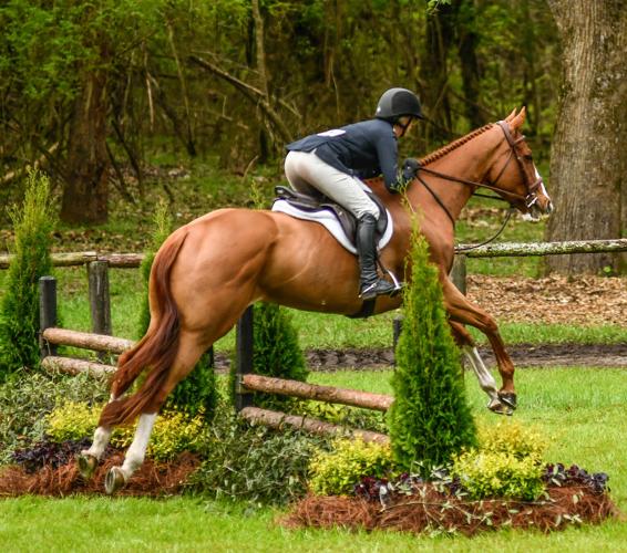 Aiken Horse Show Kicks Off Friday Competition Canceled Saturday aiken-horse-show-kicks-off-friday-competition-canceled-saturday