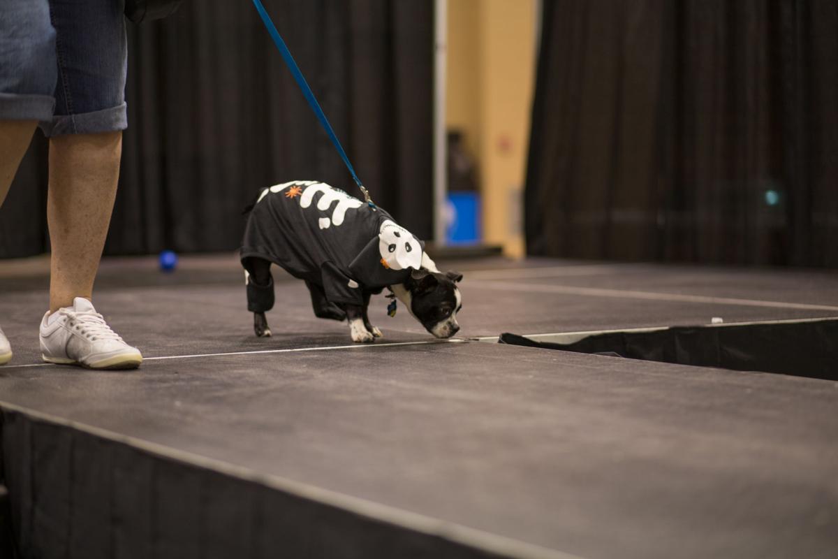 Pet Expo-October 14, 2017-590