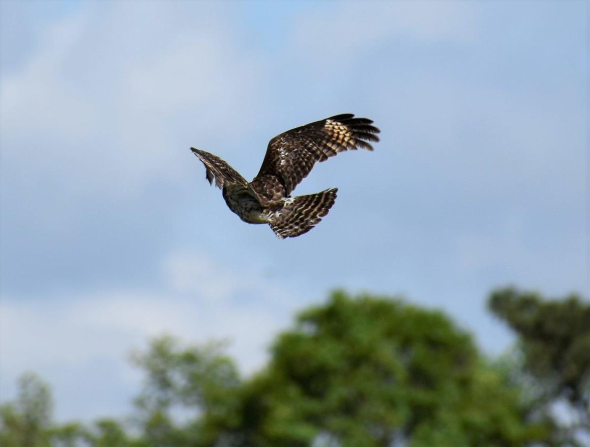 Fly Away Rescued Red Shouldered Hawk Released At Brookgreen Gardens News Postandcourier Com Fly Away Rescued Red Shouldered Hawk Released At Brookgreen Gardens News Postandcourier Com