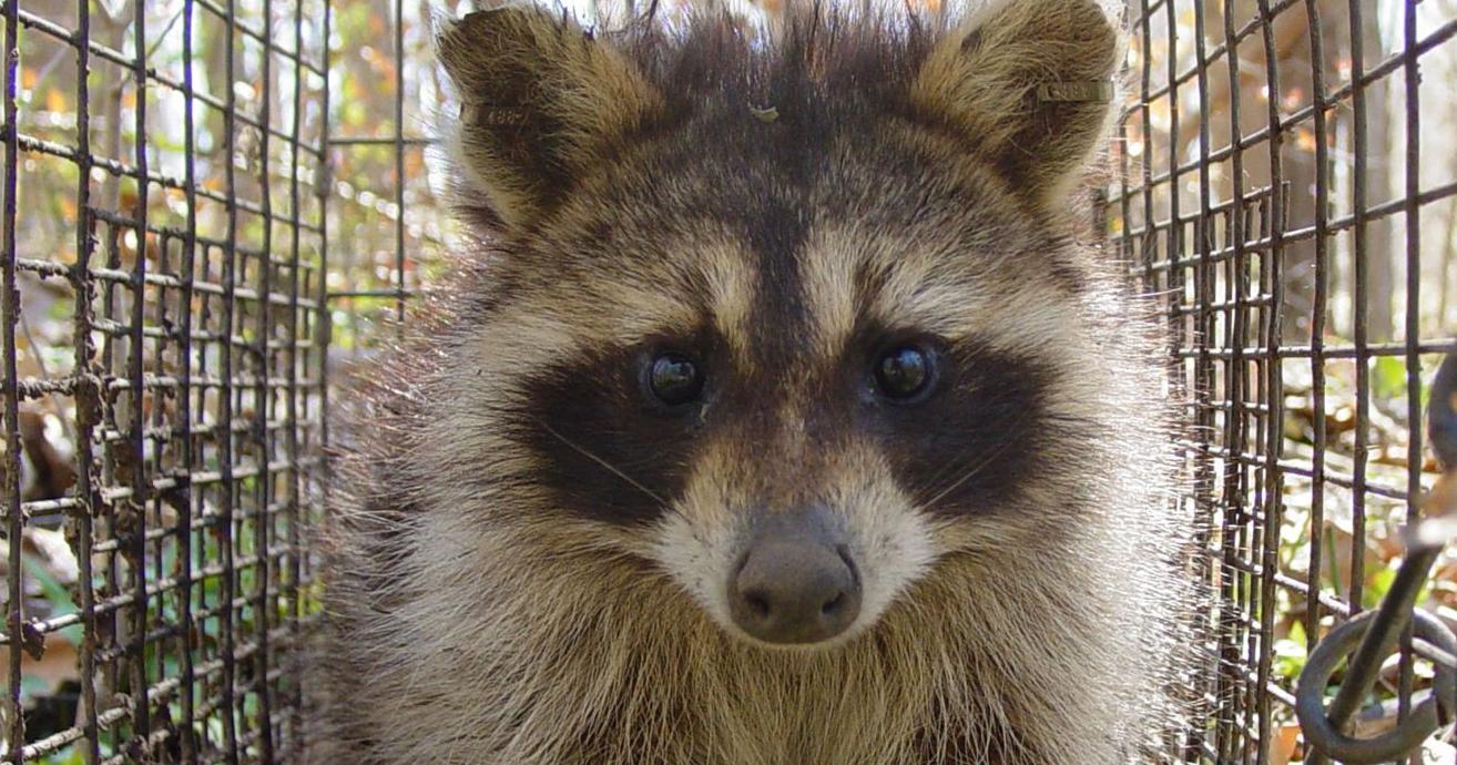 Positive rabid raccoon located in Trenton, two dogs infected and quarantined according to DHEC - Vimarsana News