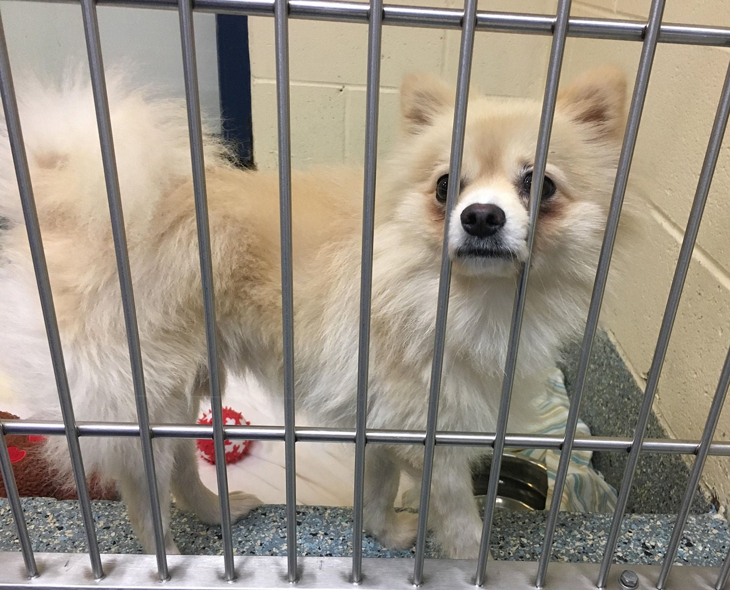 korean meat dogs for adoption