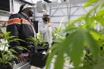 Charleston-area cannabis farmers see bright future in South Carolina for hemp production