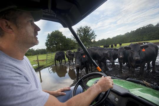 Livestock03.JPG