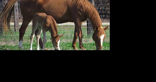 Aiken County horse diagnosed with neurological disease | News - Vimarsana News