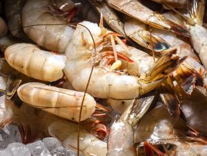 localshrimp-3.jpg (Copy)