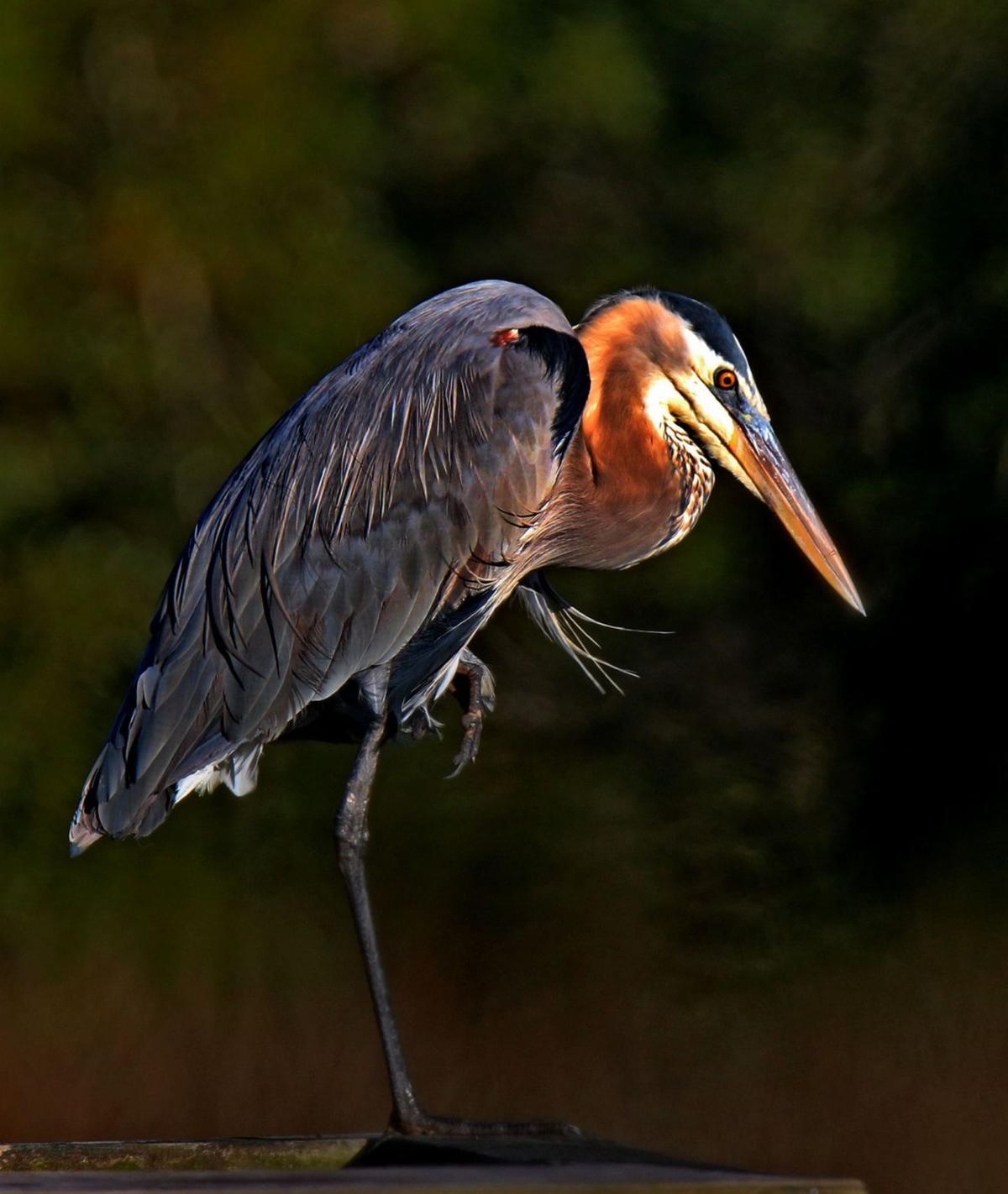 Reader photos: Lowcountry Waterfowl