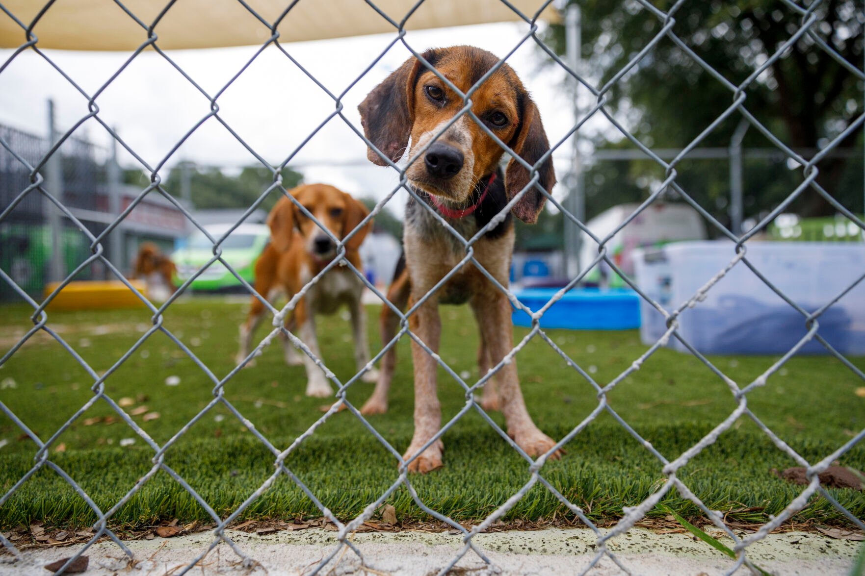 Charleston Moves to Strengthen Animal Welfare with Bold New Ordinances