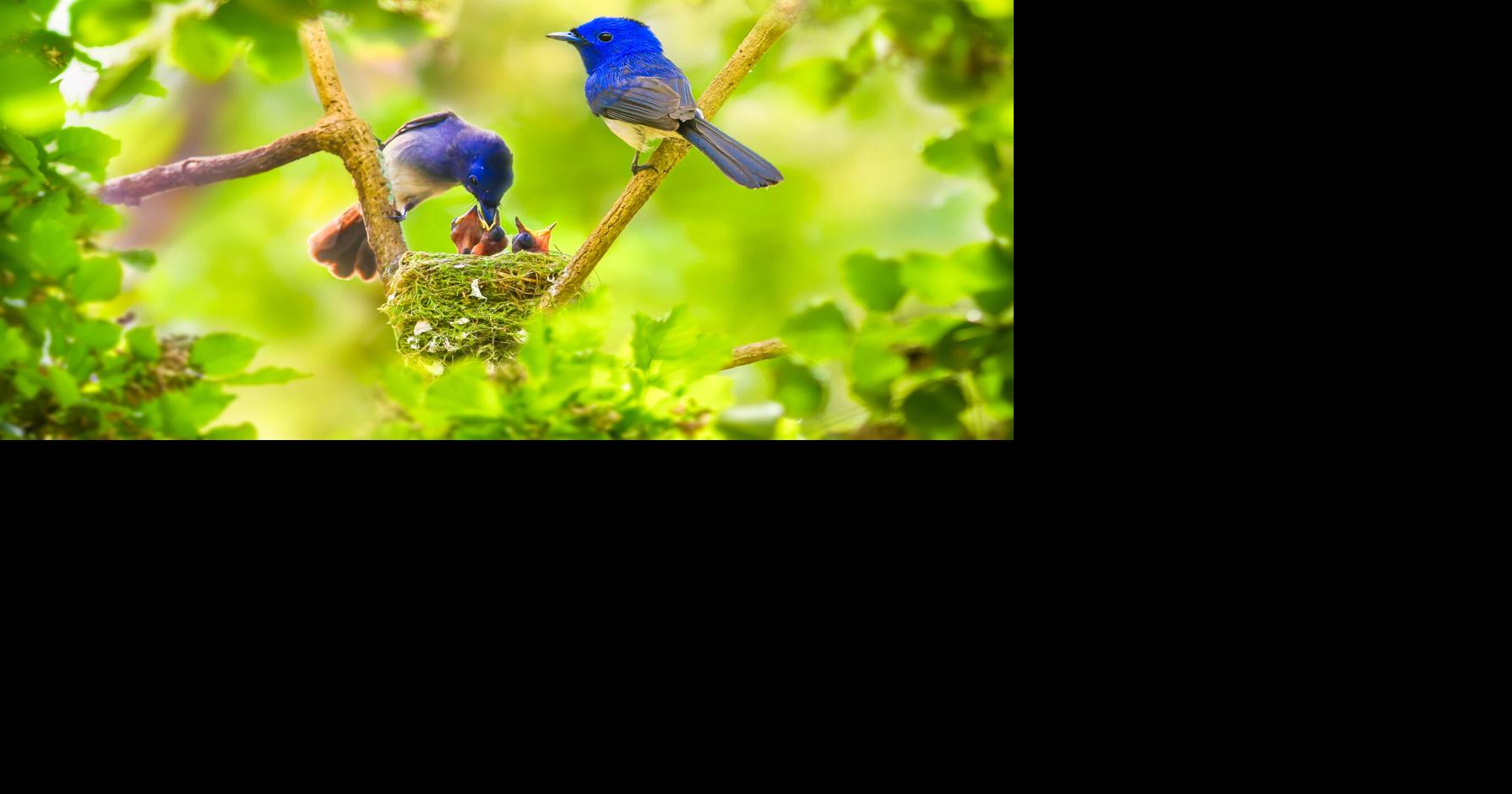 MEDICAL INSIGHTS: Spring is a prime time for birdwatching