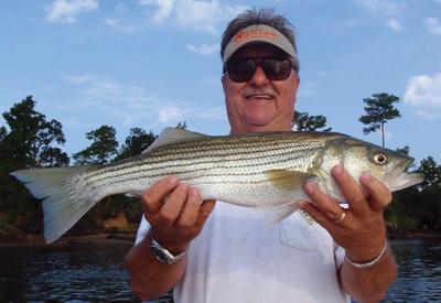 Lowcountry Stripers Latest Headlines Postandcourier Com