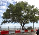Charleston oak tree caught in the middle of Low Battery sea wall renovations