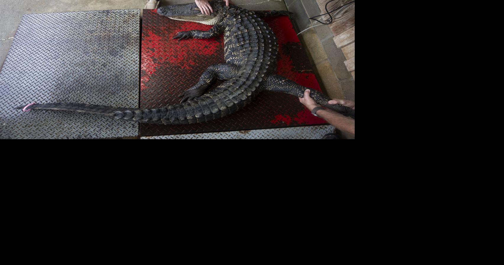 Photos: Cordray's legendary processing and taxidermy in the middle of ...