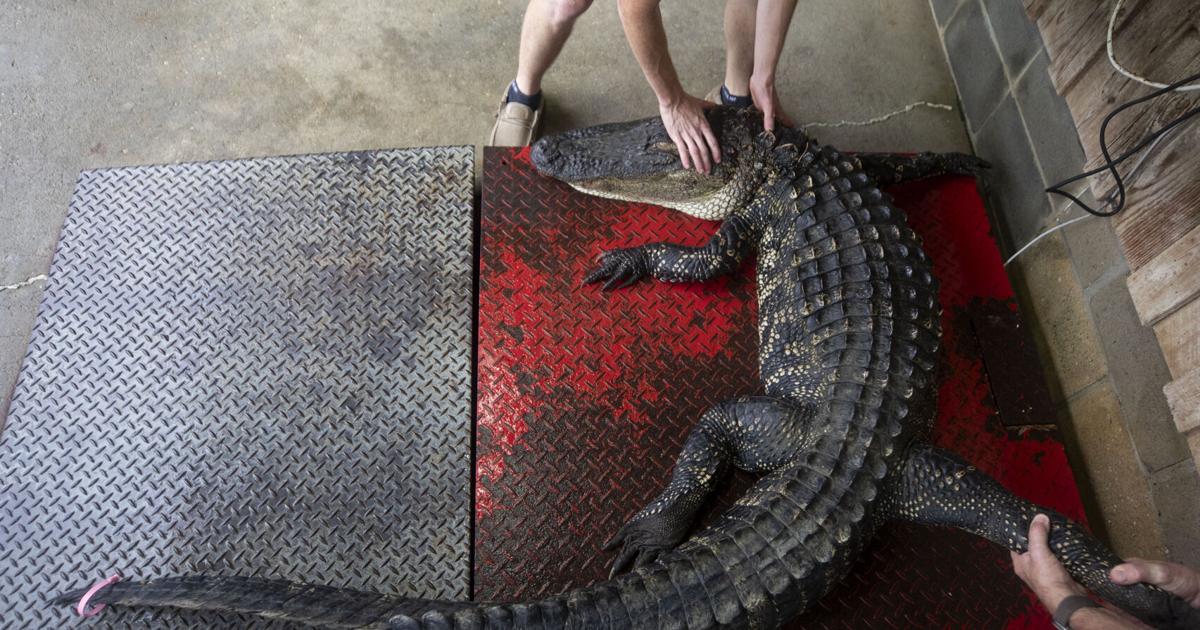 Processing Alligators Photos: Cordray's legendary processing and taxidermy in the middle of ...