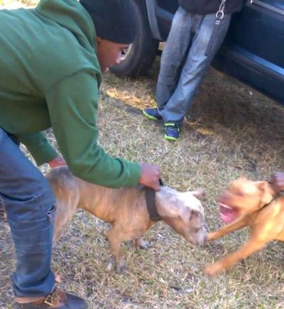Dog Fighting Still Lurks In The Shadows In The Lowcountry Archives Postandcourier Com
