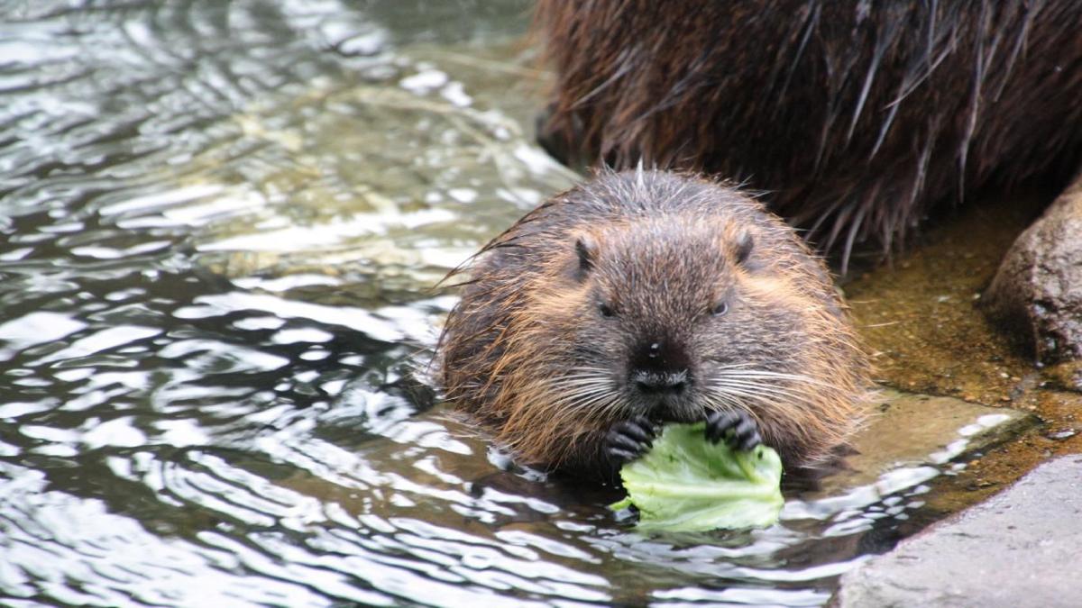 Winter Season Brings Damage From Hungry Beavers News