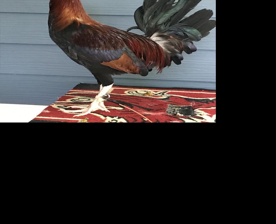 Sir Big Spur returns Gamecocks live rooster mascot has name restored