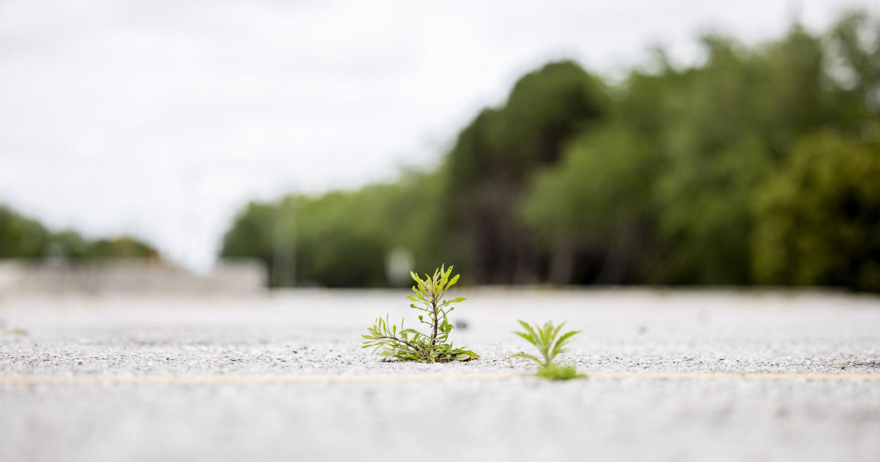 Charleston City Council in-fighting leaves former Piggly Wiggly site in limbo - Vimarsana News