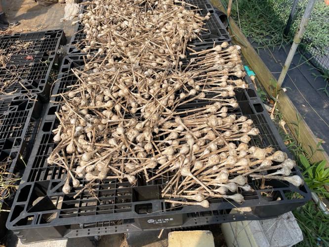 Spartanburg's Wild Roots Farm making a difference in food Spartanburg