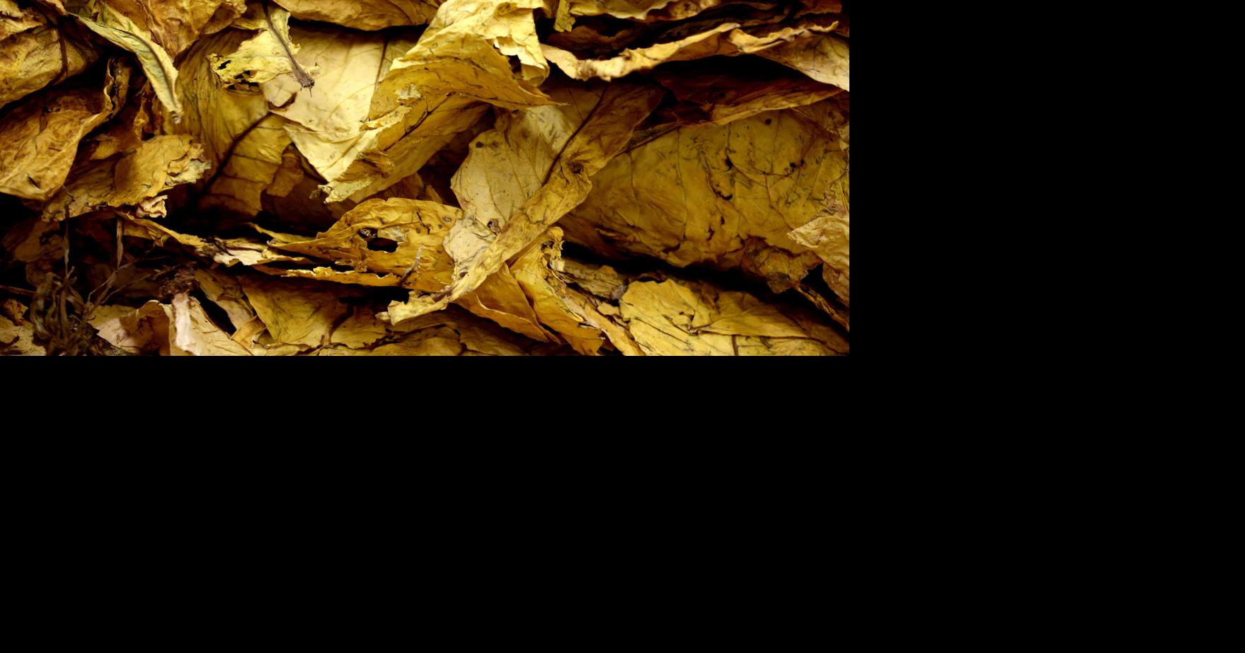 Tobacco still South Carolina's 'money crop' as farmers try to hang on