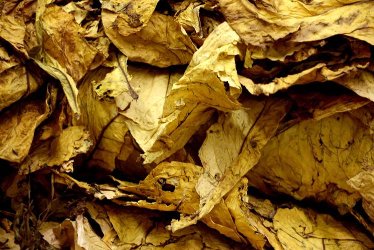 highest tobacco consuming country Prevalence of tobacco use highest tobacco consuming country Prevalence of tobacco use
