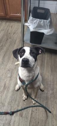 Pets of the Week