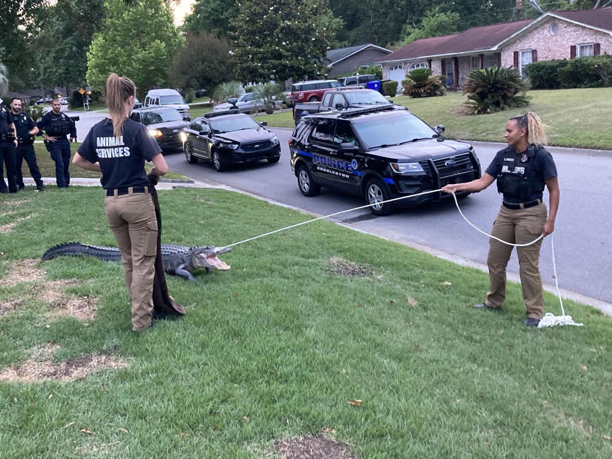 Hicks: 'Later, Gator.' Police Catch, Release Perp In New Neighborhood. |  Commentary | Postandcourier.com