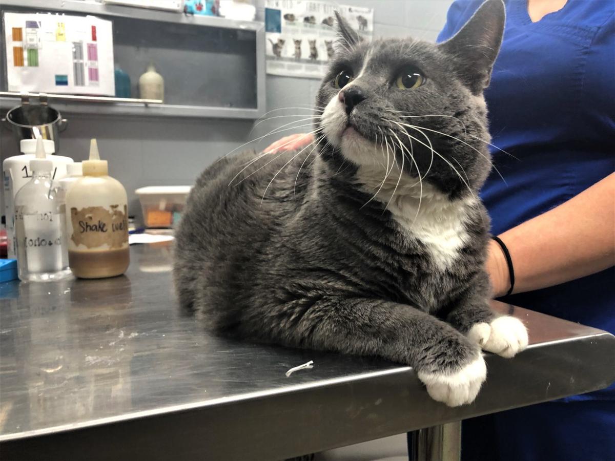 Cats Found Abandoned Inside Animal Shelter Shed News
