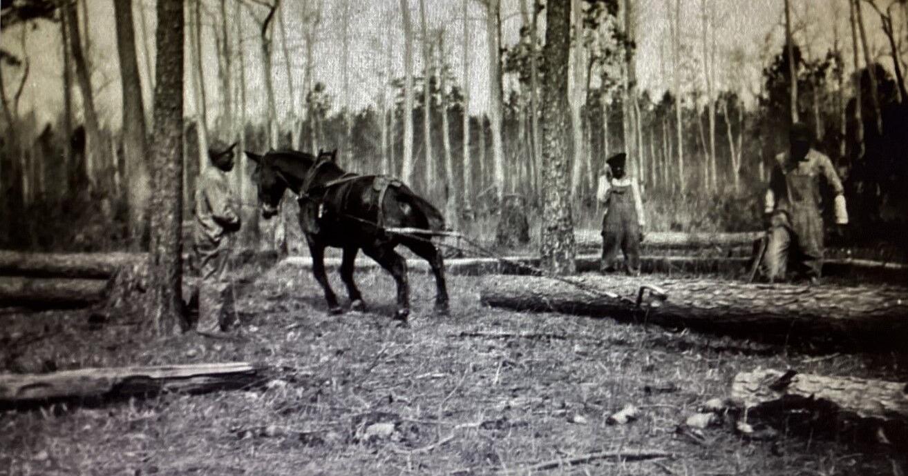 Village of Conifer and its lumber company - Vimarsana News