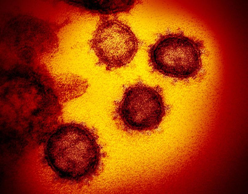 SC reports low percentage of positive coronavirus tests;  new reported deaths remain high |  COVID-19