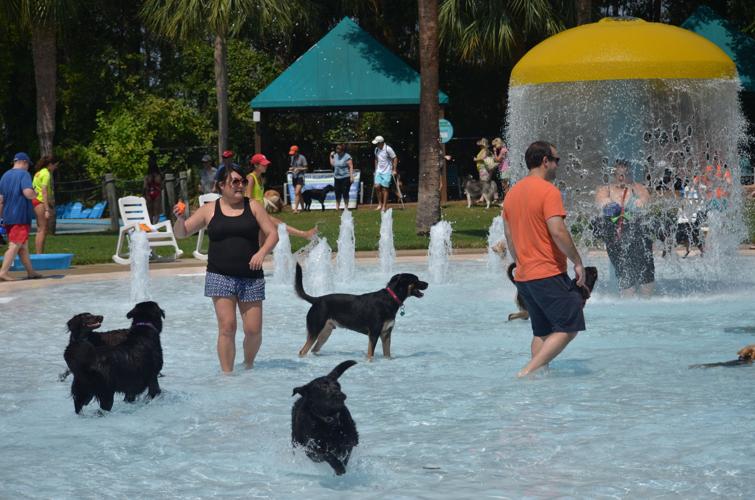 Bring Your Dog to the Park this Summer!