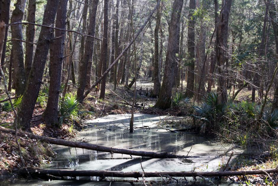 SC environmental groups sue over Trump changes to Clean Water Act - Charleston Post Courier