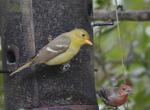 Western tanager bird rare to SC finds new home on Folly Beach