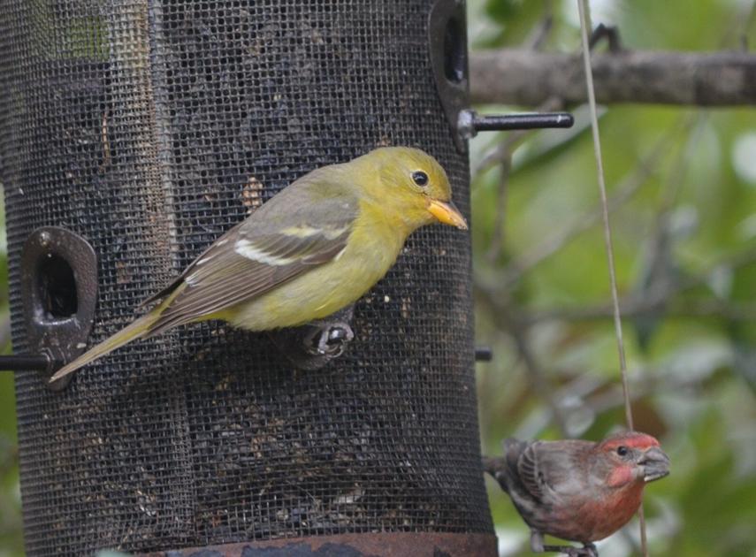 Rare western tanager bird in SC finds new home in Folly Beach |  News