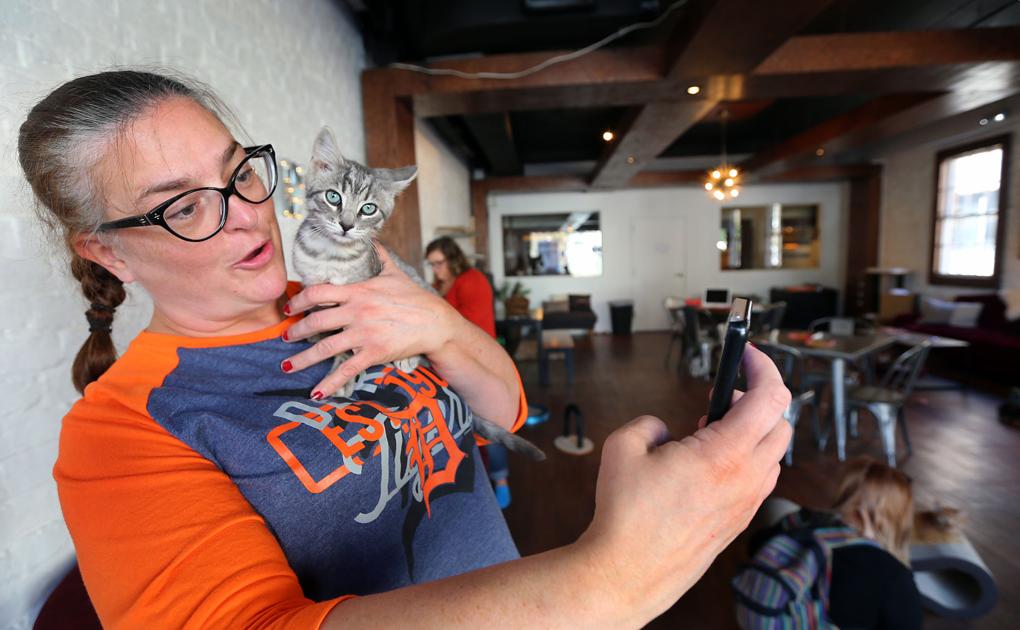 Charleston Got A Cat Cafe And Now Greenville Is Getting One Too