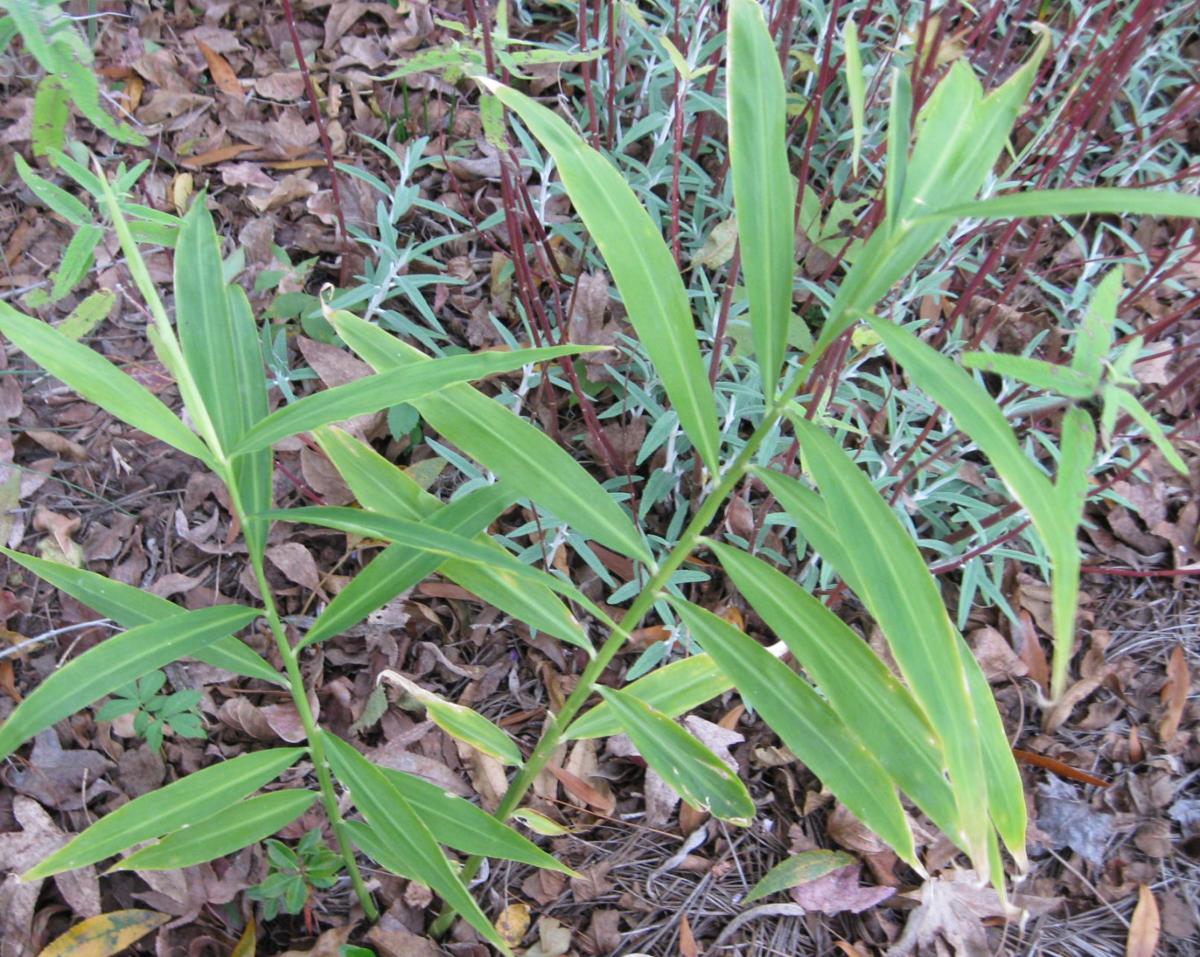 Answers For Readers About Deer Resistance Edible Ginger Fertilizing And More Columnists Postandcourier Com