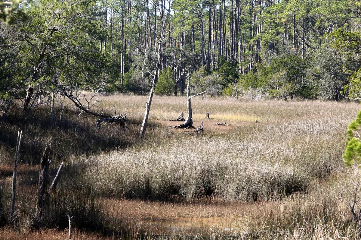A look inside one of Charleston County's newest parks News
