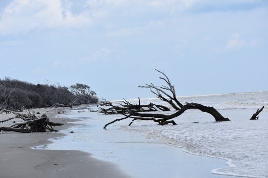 are dogs allowed at cedar island sc