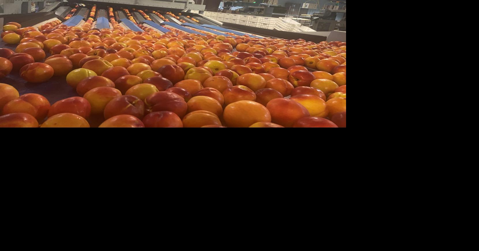 Peach power: Ridge Spring-based Titan Farms a top grower of stone fruit in the nation