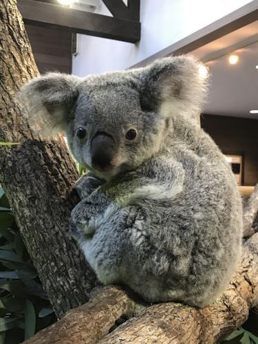 With a baby joey, Riverbanks Zoo continues to see success in koala breeding  program