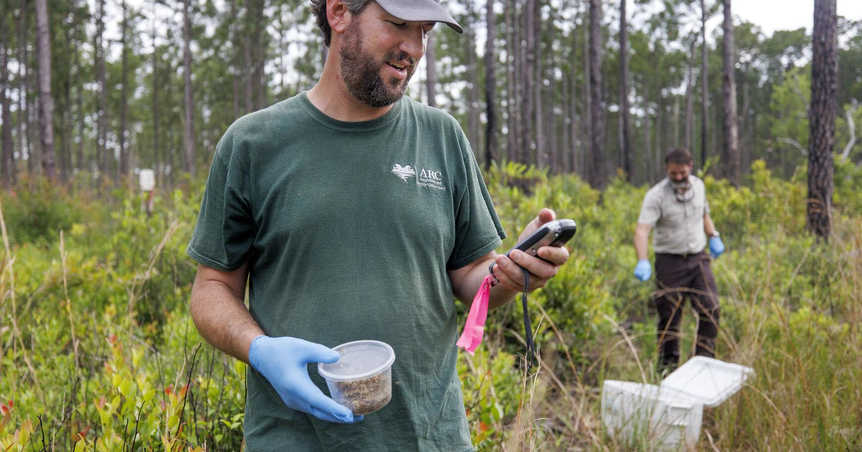 Carolina gopher frogs are threatened by climate change | SC Climate and Environment News - Vimarsana News