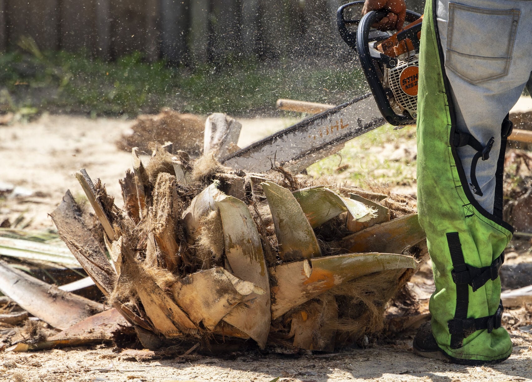 Dominion Energy Removes Hazardous Palmetto Trees in Charleston — image 4