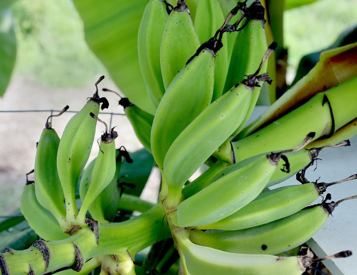 Permaculture