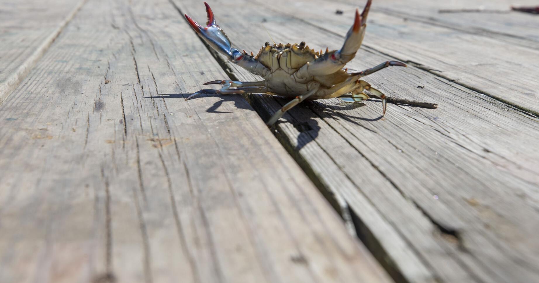SC House sinks blue crab bill over crabbers' concerns | Palmetto Politics - Vimarsana News