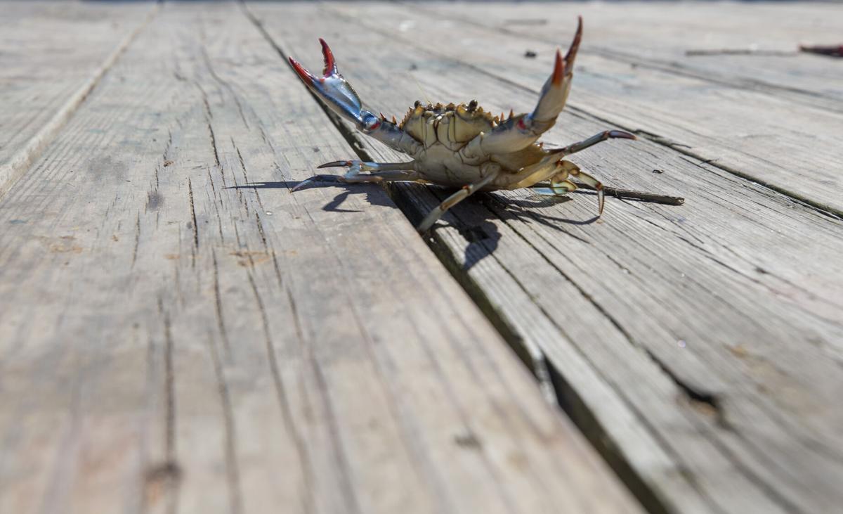 Crab Traps for Crabbing Saltwater in Myrtle Beach