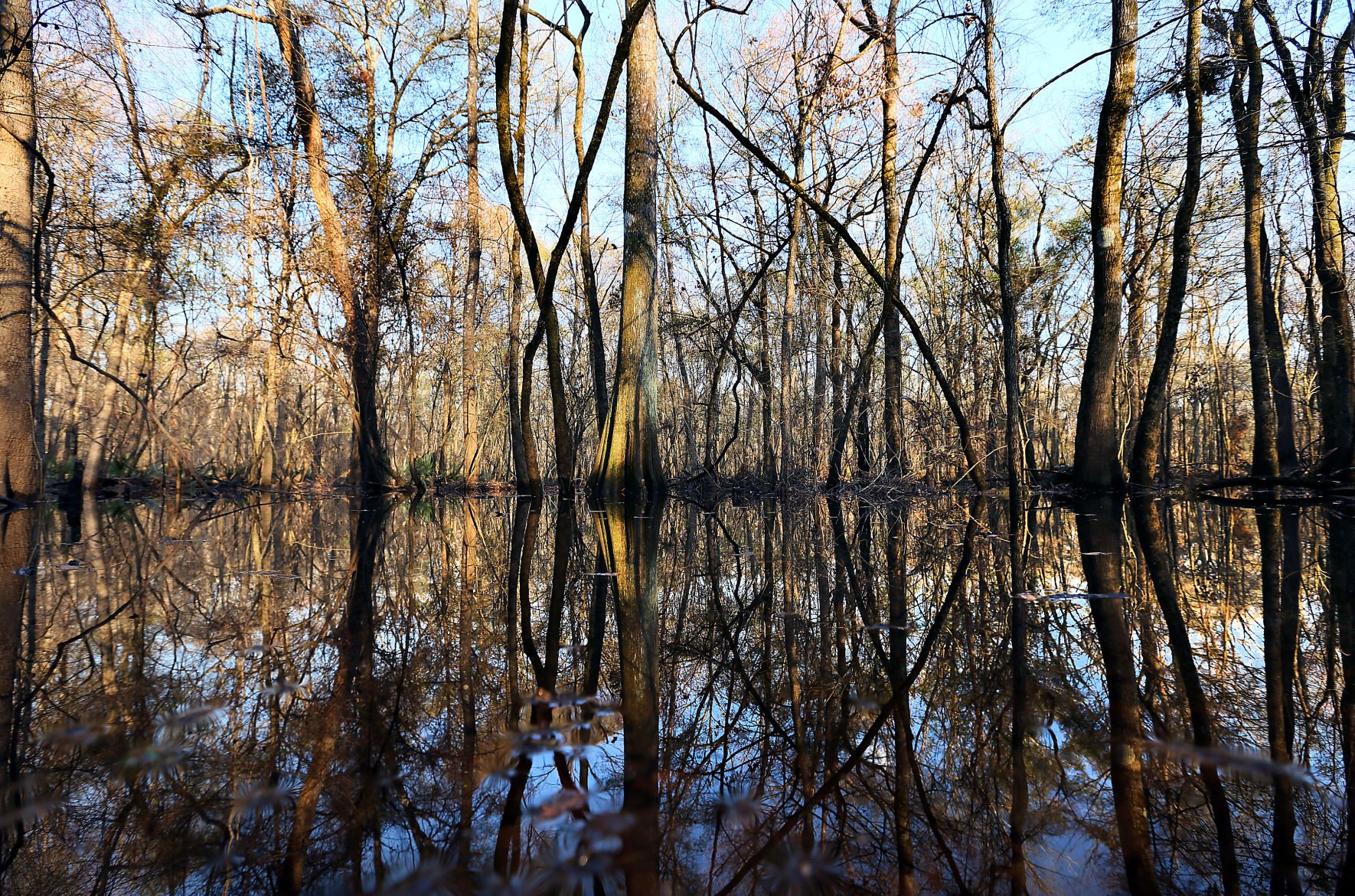 Conservation Efforts At Four Holes Swamp Could Impact How Charleston   5893f99cf1642.image 