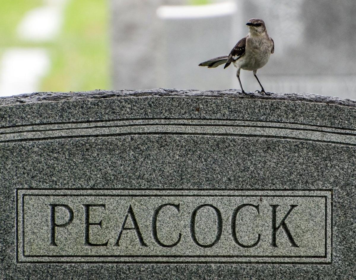 graveyard summer.jpg