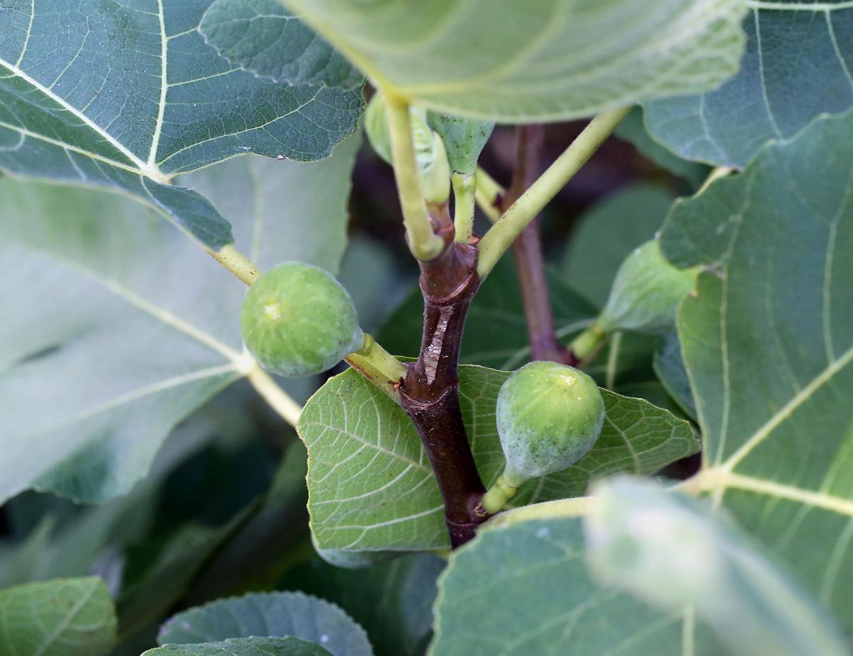Permaculture