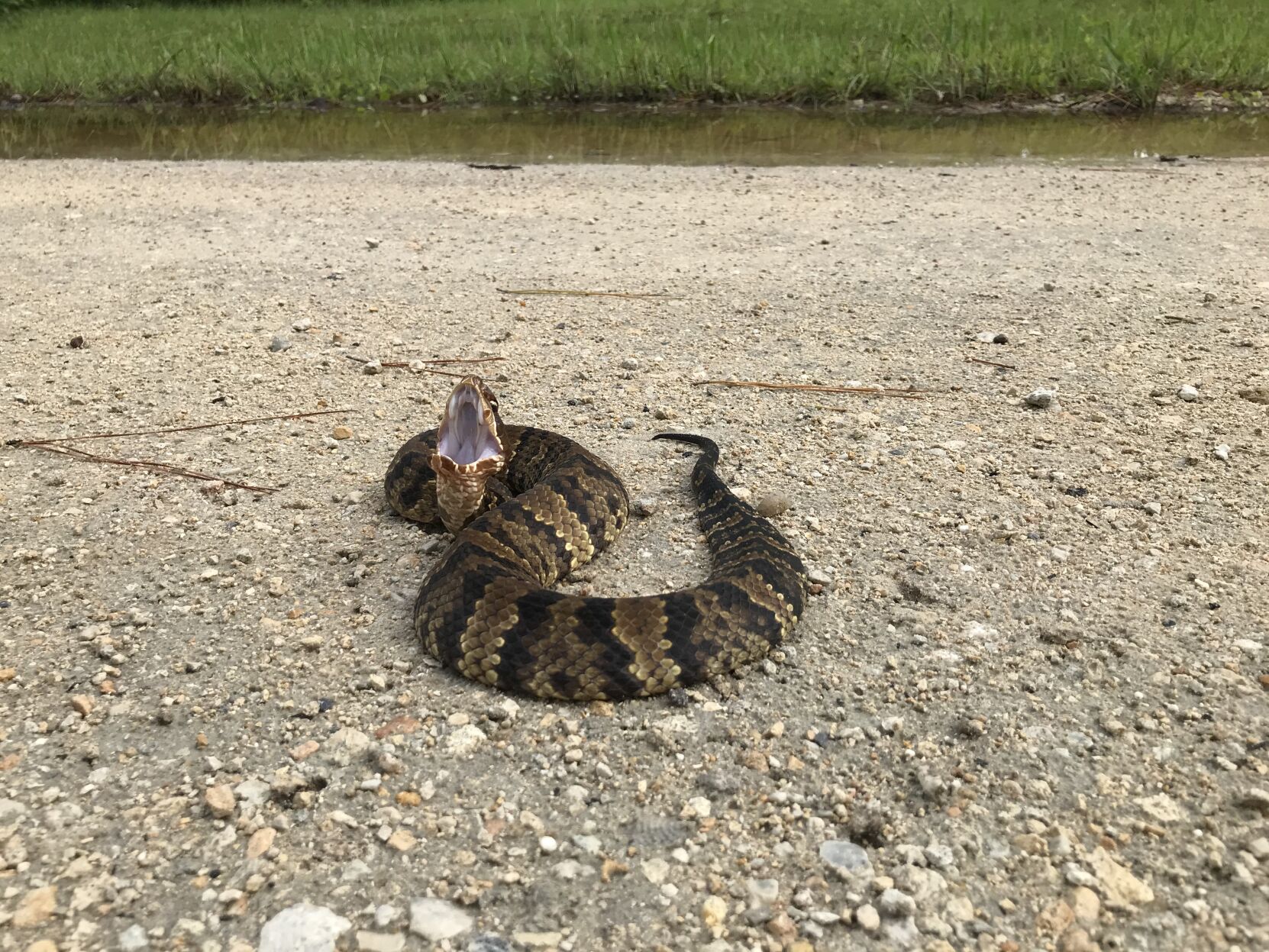 SC residents turn to social media to identify snakes they