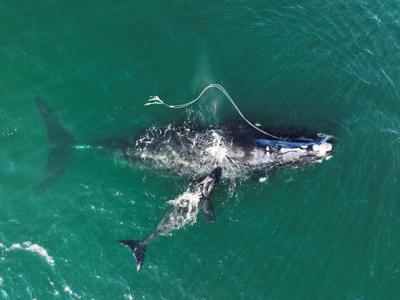 Right Whale Protection